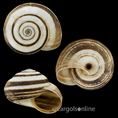 IMG_detallada/Cernuella (Cernuella) virgata.jpg